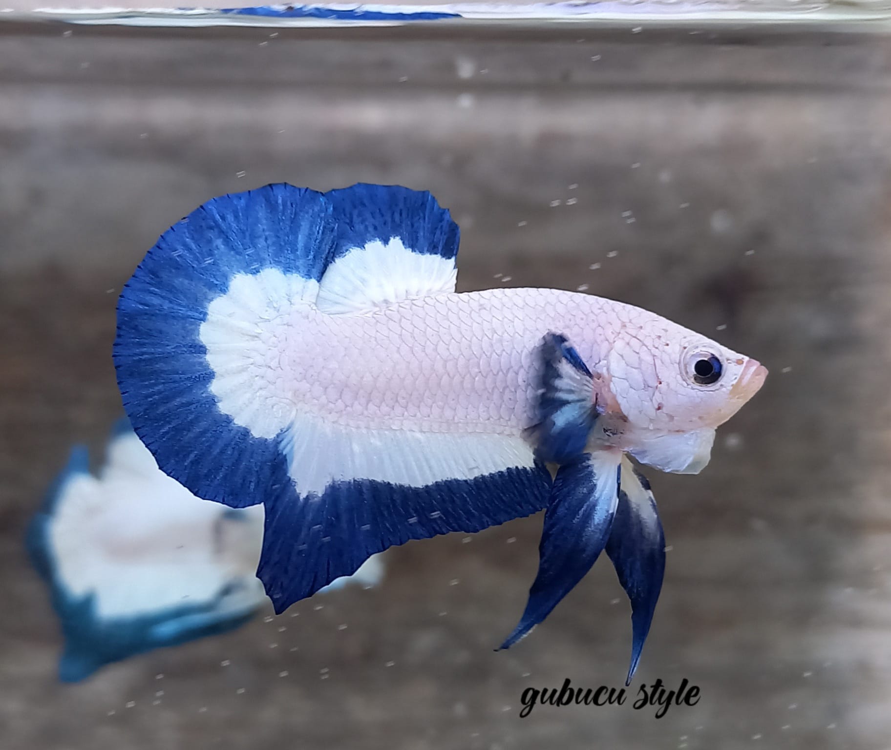 White Blue HMPK