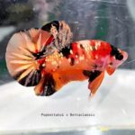 Orange Koi HMPK