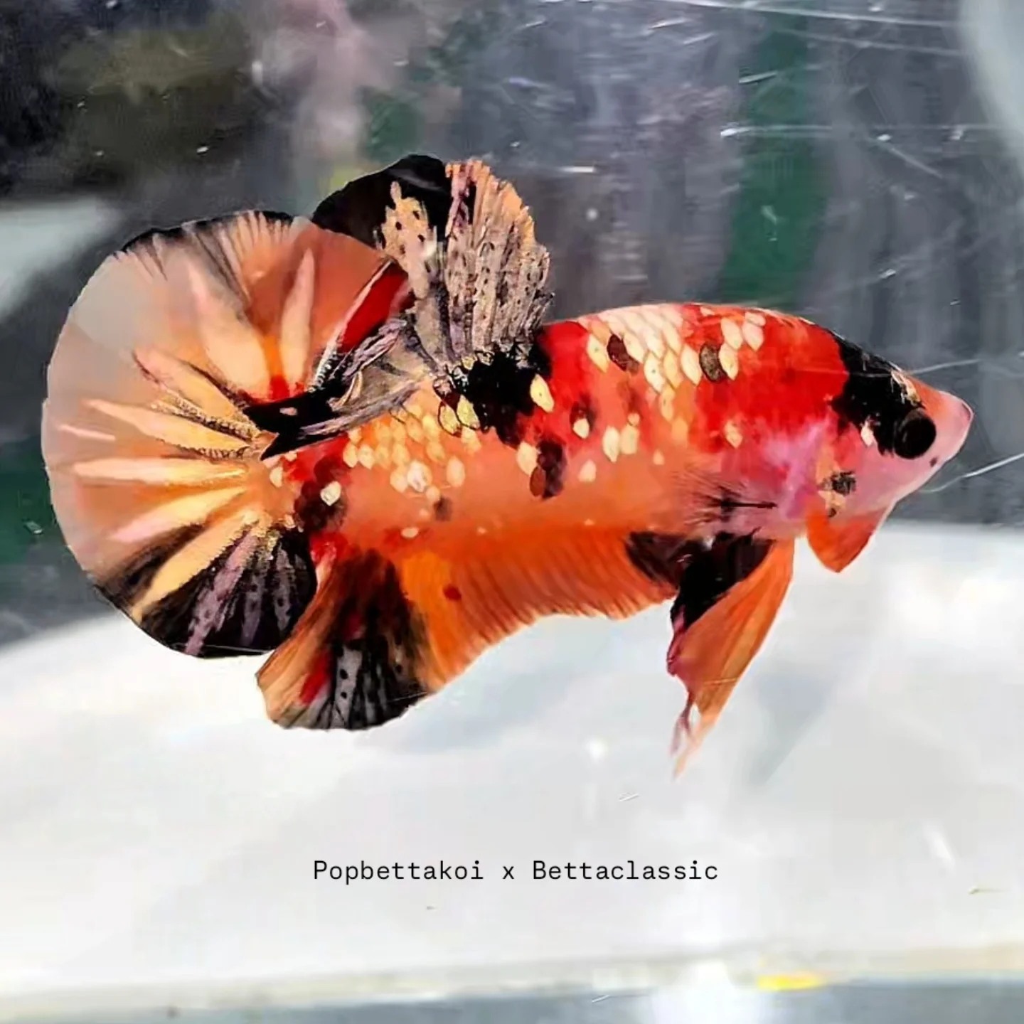 Orange Koi HMPK