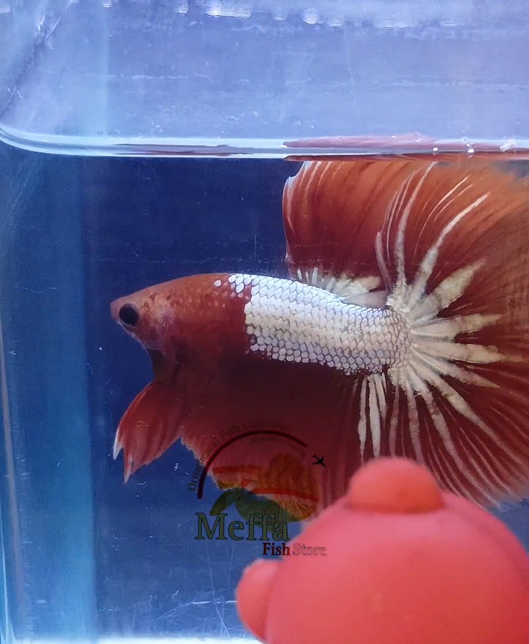 Halfmoon betta fish Red fccp STARTAIL