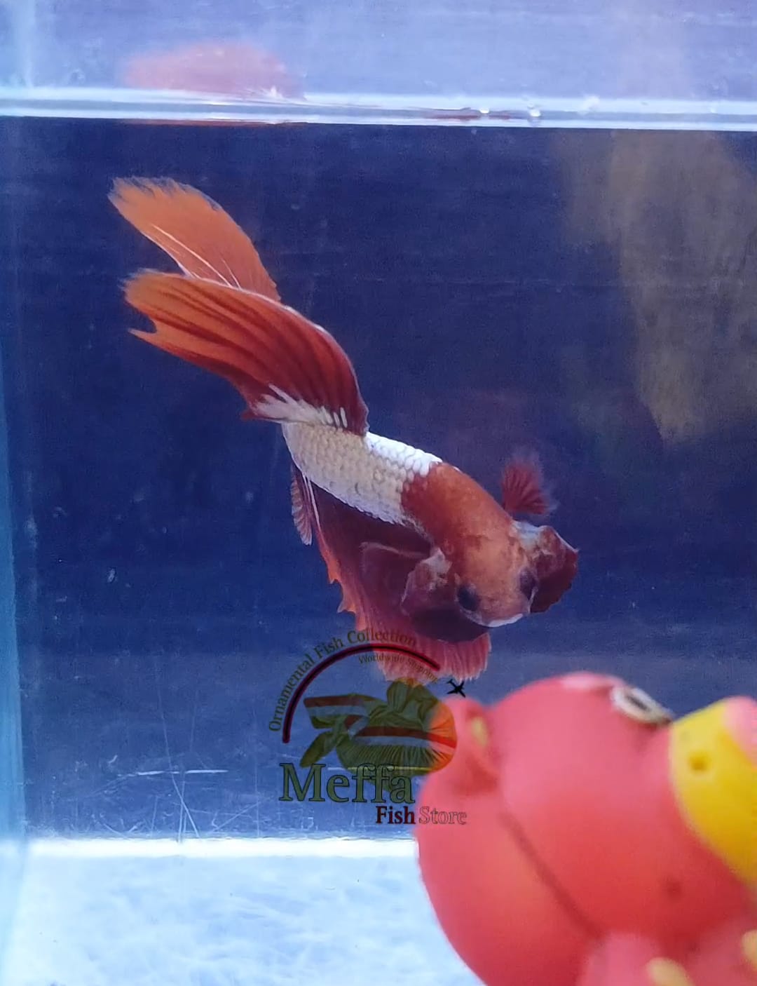 Halfmoon betta fish Red fccp STARTAIL