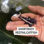 Red tail catfish short body