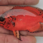 Oscar red copper