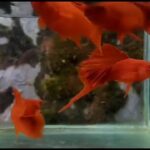 Albino bloodred fire craker swordtail